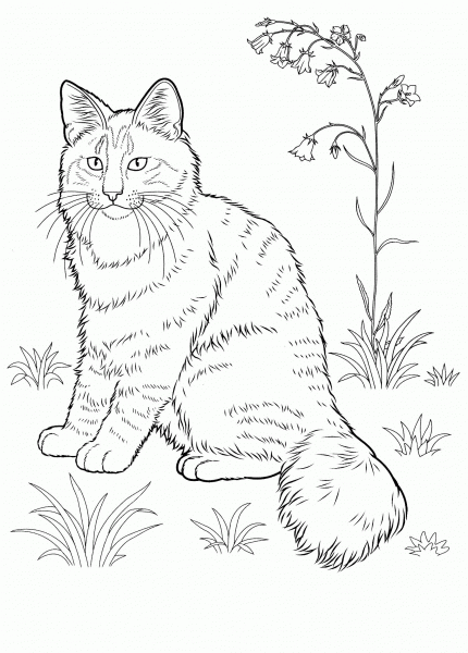 Norwegian Forest Cat  coloring page image