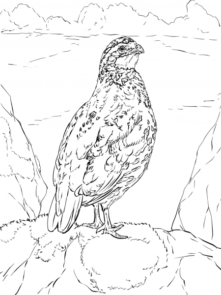 Nothern Bobwhite coloring page image