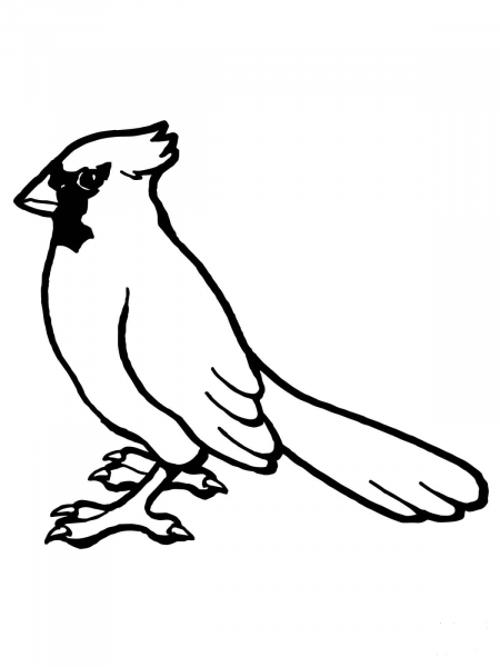 Nothern Cardinal Bird coloring page image