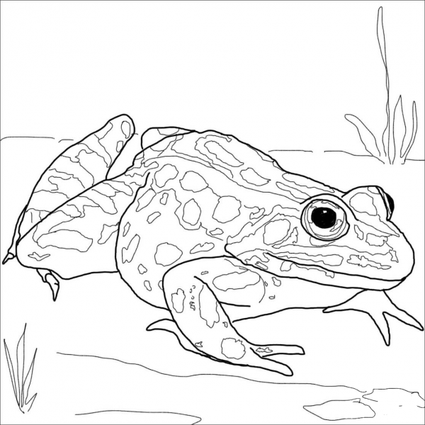 Nothern Leopard Frog coloring page image