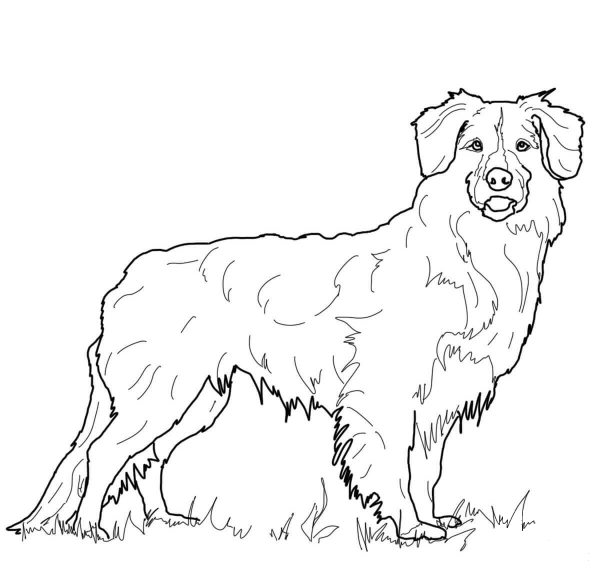 Nova Scotia Duck Tolling Retriever coloring page image