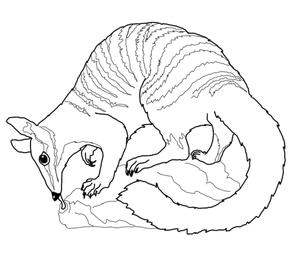 Numbat coloring page image
