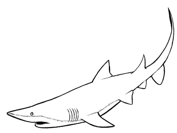 Nurse Shark coloring page image