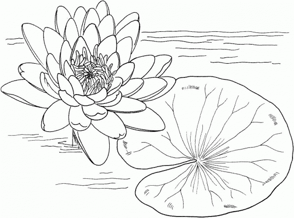 Nymphaea Mexicana or Yellow Water Lily coloring page image