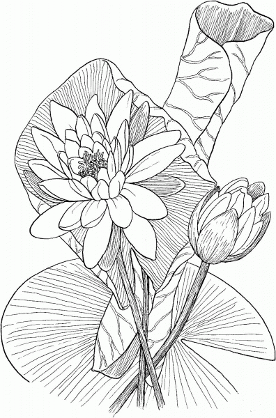 Nymphaea odorata or Fragrant Water Lily coloring page image