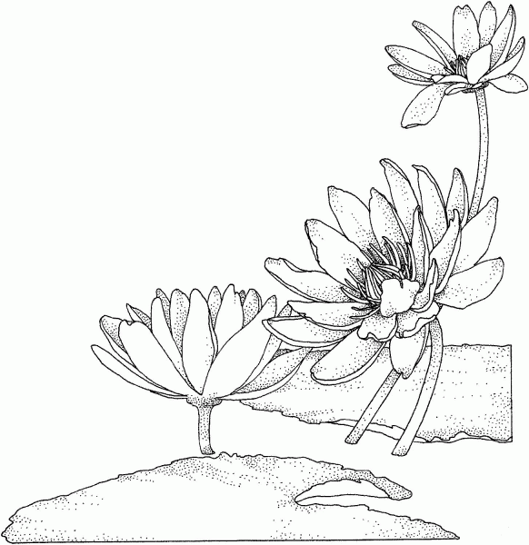 Nymphaea or Water lily coloring page image