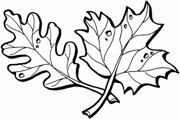 Oak and Maple Leaves coloring page image