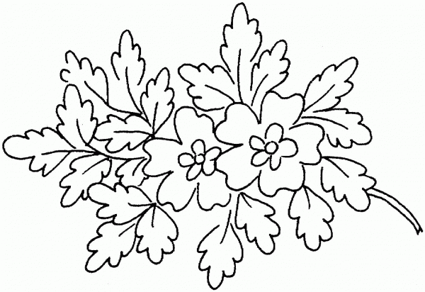 Oak Blossoms coloring page image