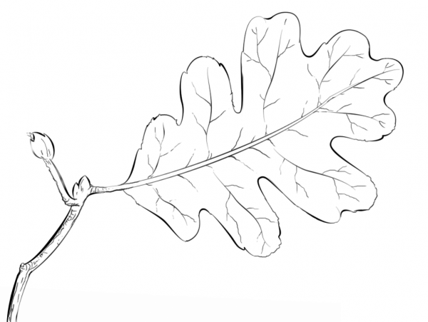 Oak Tree Leaf coloring page image