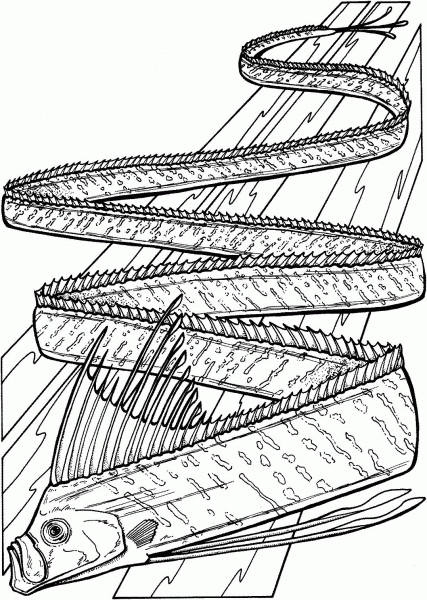 Oarfish coloring page image