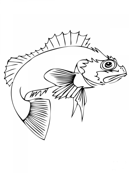 Ocean Perch coloring page image