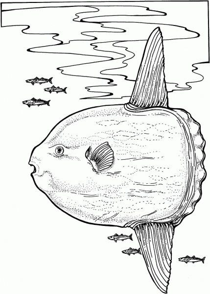 Ocean Sunfish coloring page image
