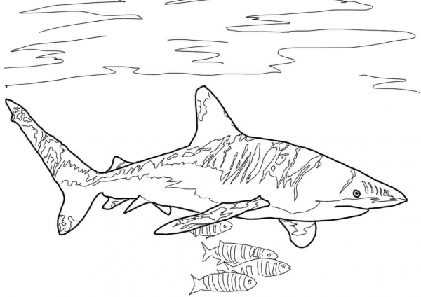 Oceanic Whitetip Shark coloring page image