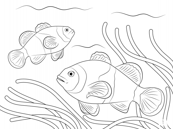 Ocellaris Clownfish coloring page image