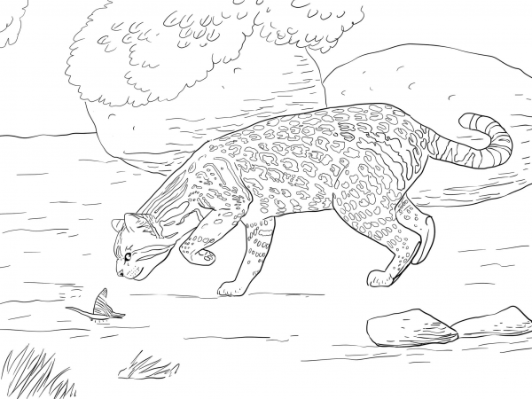 Ocelot and Butterfly coloring page image