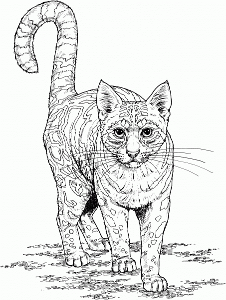 Ocelot coloring page image