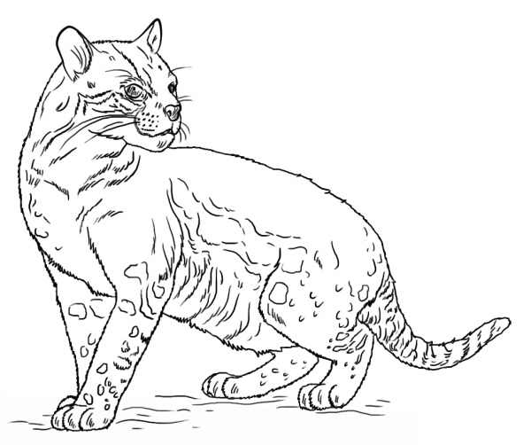 Ocelot coloring page image