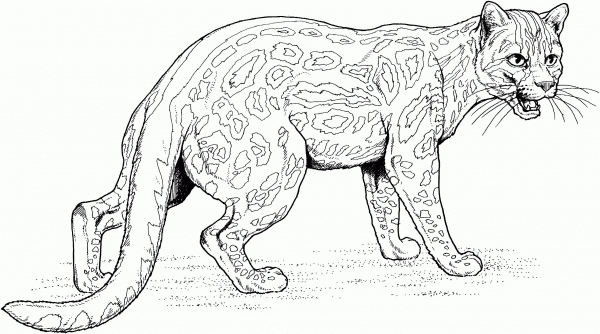 Ocelot Dwarf Leopard coloring page image