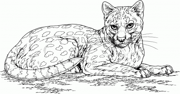 Ocelot Wild Cat coloring page image
