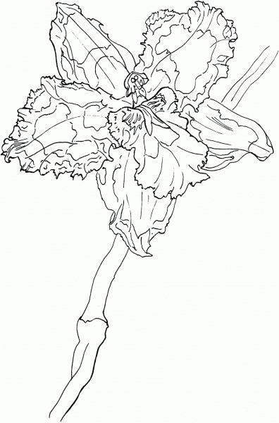Odontioda ‘Rose Gleam’ Orchid coloring page image