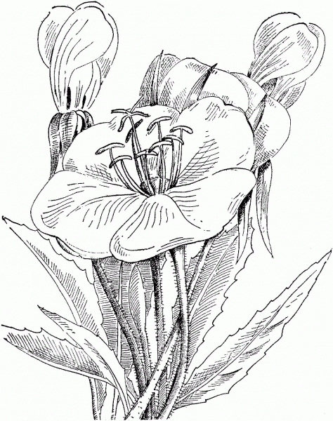 Oenothera Caespitosa or Scapose Primrose coloring page image