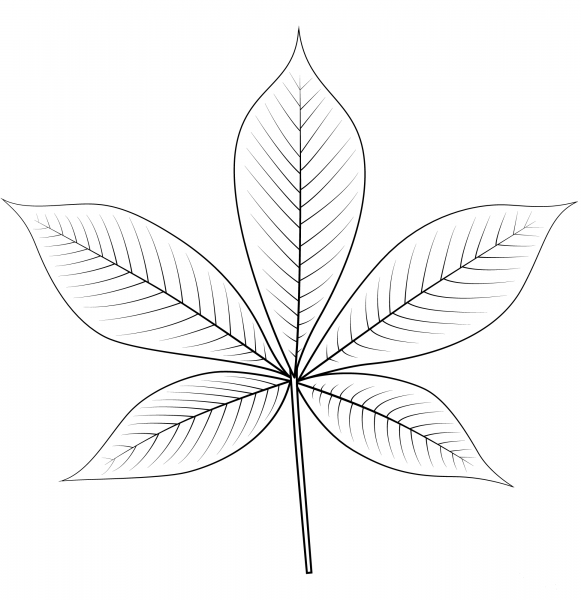 Ohio Buckeye Leaf coloring page image