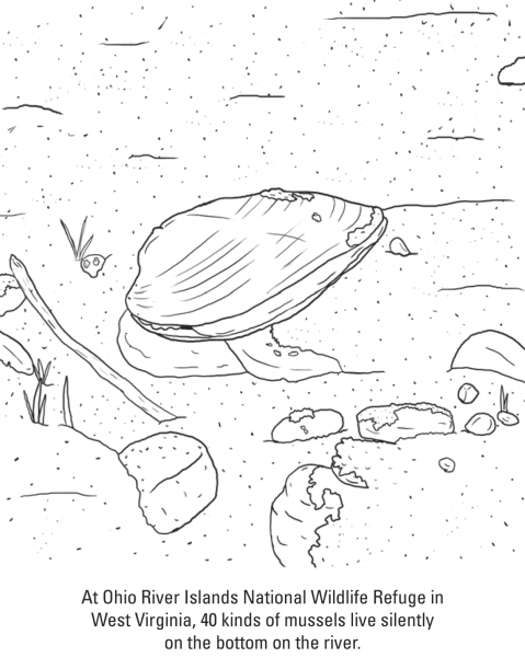 Ohio River Mussels coloring page image