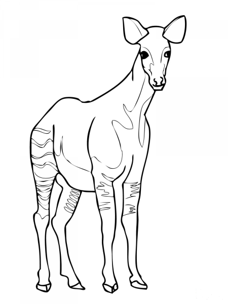 Okapi coloring page image