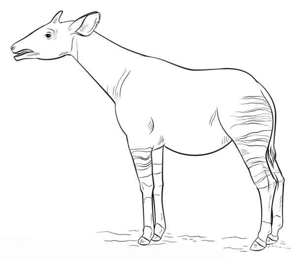 Okapi coloring page image