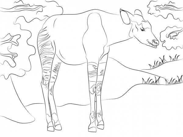 Okapi coloring page image
