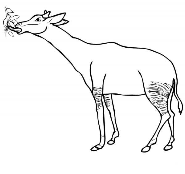 Okapi Feeding coloring page image