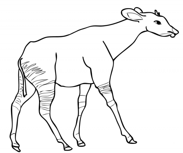 Okapi from Central Africa coloring page image