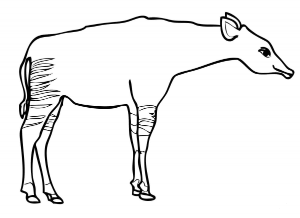 Okapi Giraffe coloring page image