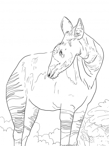 Okapi Giraffid coloring page image