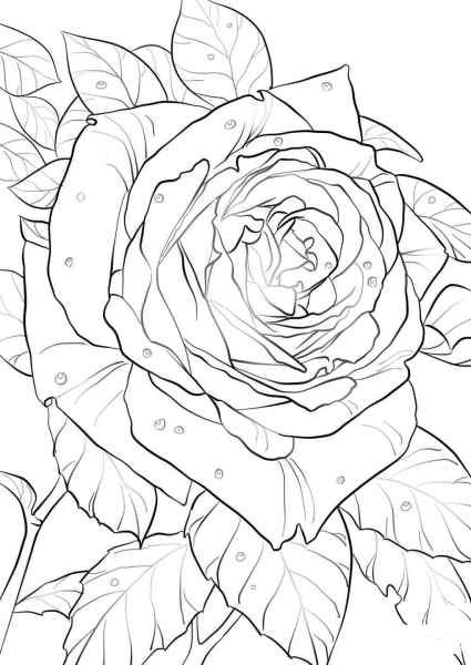 Oklahoma Rose coloring page image