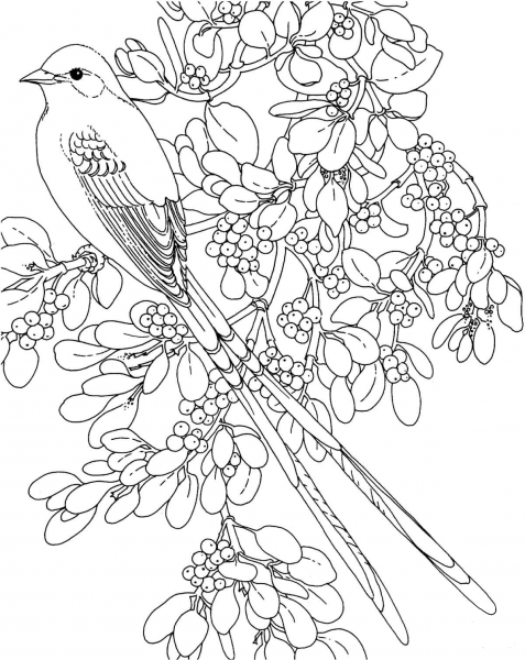 Oklahoma Scissor Tailed Flycatcher and Mistletoe flower coloring page image
