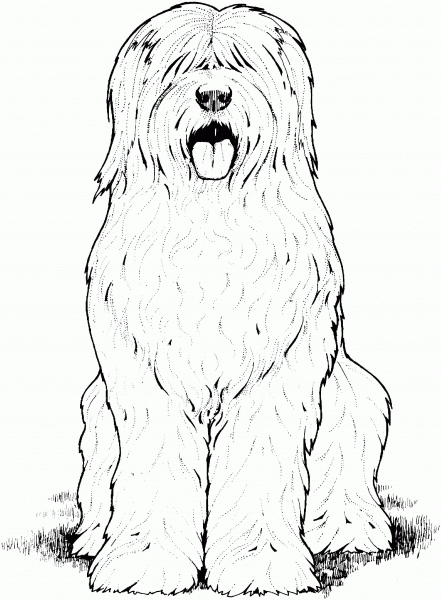 Old English Sheepdog coloring page image