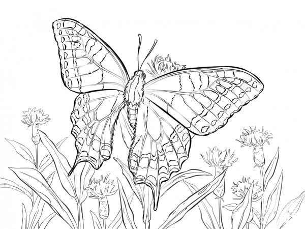 Old World Swallowtail coloring page image