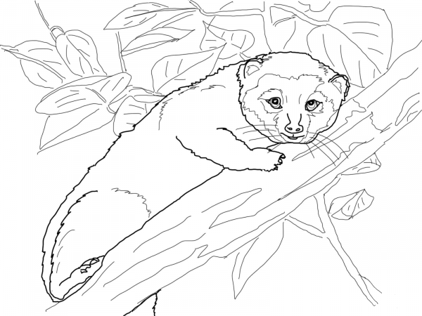 Olinguito coloring page image