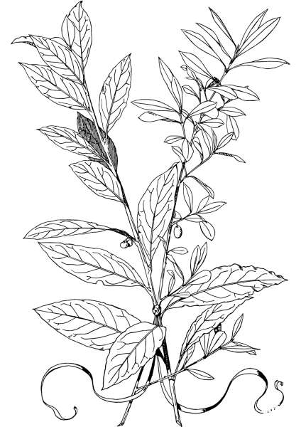 Olive Branch coloring page image