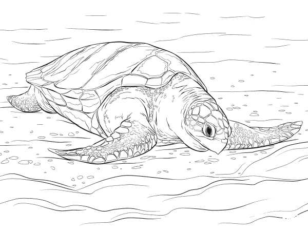 Olive Ridley Sea Turtle coloring page image