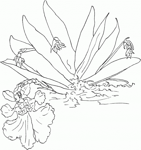 Oncidium Pusillum or Dancing Lady Orchid coloring page image