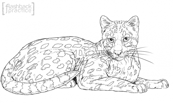 Oncilla coloring page image