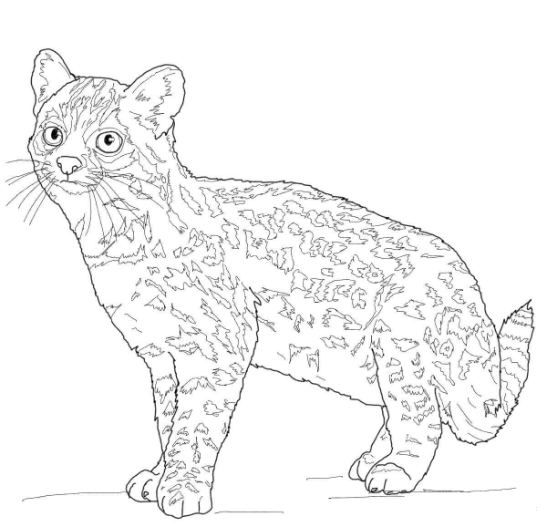 Oncilla Tiger Cat coloring page image