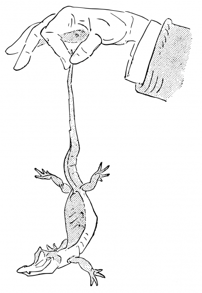 One Baby Alligator Held coloring page image