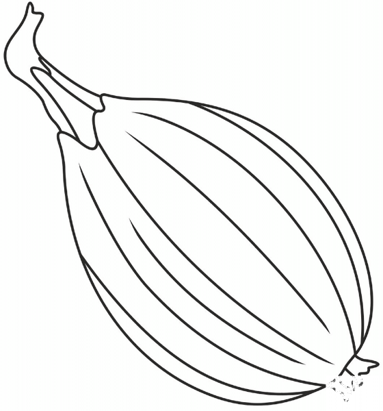 Onion Bulb coloring page image