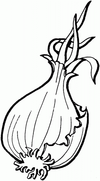 Onion coloring page image