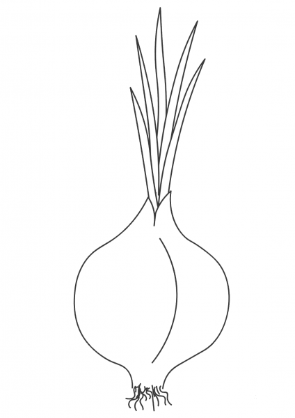 Onion coloring page image