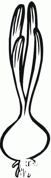 Onion coloring page image
