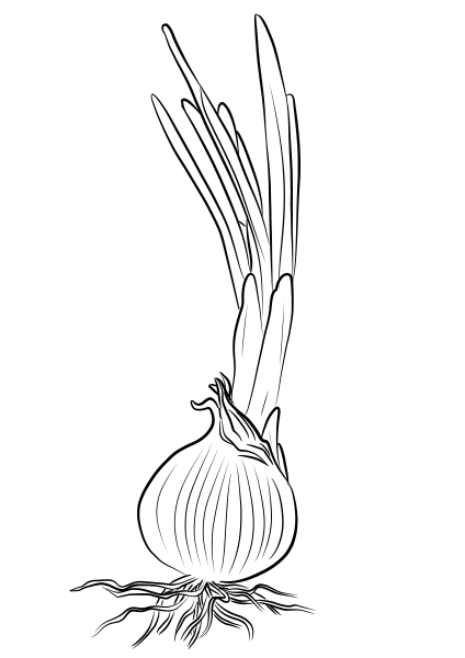 Onion coloring page image